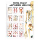 Mini-Poster Booklet: Anatomie