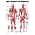 anat. Lehrtafel: Männliches Muskelsystem