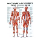 anat. Poster: Physiotherapie