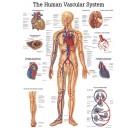 anat. Lehrtafel: Human Vascular System