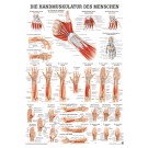 anat. Poster: Handmuskulatur